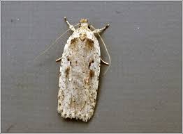 Attēlu rezultāti vaicājumam “Agonopterix ocellana”