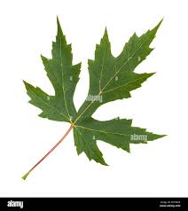 Attēlu rezultāti vaicājumam “Acer saccharinum leaf”