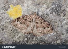 Attēlu rezultāti vaicājumam “Triphosa dubitata”