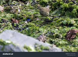Attēlu rezultāti vaicājumam “Anthus petrosus adult”