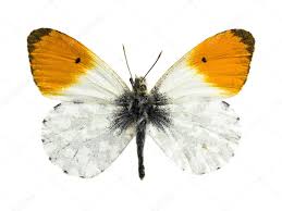 Attēlu rezultāti vaicājumam “Anthocharis cardamines”