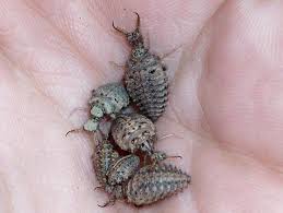 Attēlu rezultāti vaicājumam “Myrmeleontidae larva”