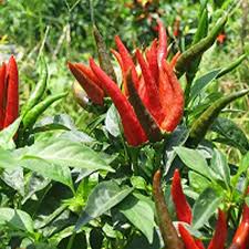 Afbeeldingsresultaat voor thai bird pepper hot pepper