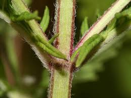 Attēlu rezultāti vaicājumam “Lycopus europaeus”