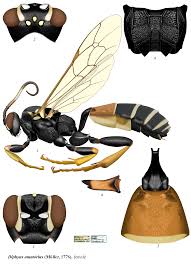 Attēlu rezultāti vaicājumam “Diphyus latebricola”