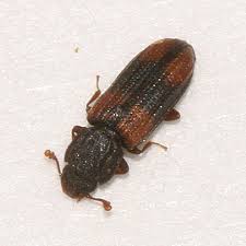 Attēlu rezultāti vaicājumam “Bitoma crenata”