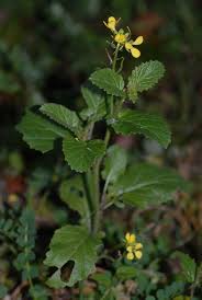 Attēlu rezultāti vaicājumam “Sinapis alba leaf”