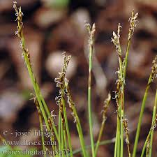 Attēlu rezultāti vaicājumam “Carex digitata”