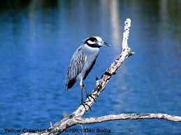 Attēlu rezultāti vaicājumam “Ciconiiformes”