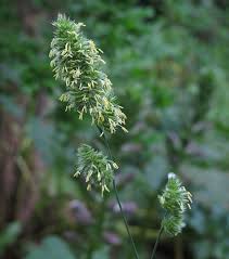Attēlu rezultāti vaicājumam “Dactylis glomerata subsp. glomerata”