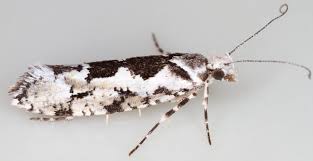 Attēlu rezultāti vaicājumam “Ypsolopha sequella”