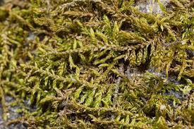 Attēlu rezultāti vaicājumam “Homomallium incurvatum”