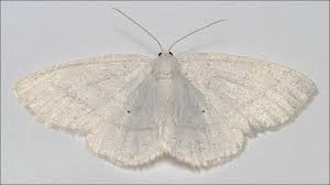 Attēlu rezultāti vaicājumam “Cabera pusaria male”