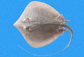 Image result for Hypanus sabinus