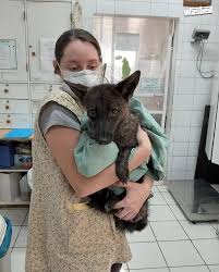 Attēlu rezultāti vaicājumam “Didymium proximum”