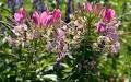 HowStuffWorks "<b>Cleome</b>, Spider Flower: A Profile of an Annual Flower"