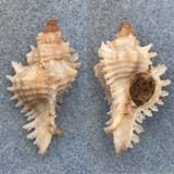 Image result for Cinctura hunteria