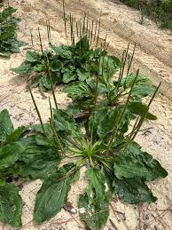 Attēlu rezultāti vaicājumam “Plantago major”