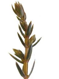 Attēlu rezultāti vaicājumam “Juniperus communis leaf”