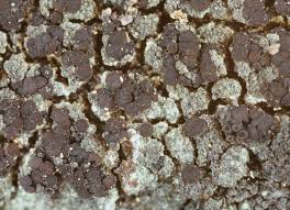 Attēlu rezultāti vaicājumam “Hertelidea botryosa”