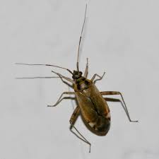 Attēlu rezultāti vaicājumam “Closterotomus biclavatus”