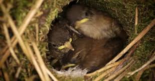 Attēlu rezultāti vaicājumam “Troglodytes troglodytes nest”