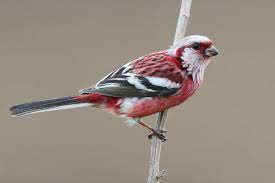 Attēlu rezultāti vaicājumam “Fringillidae”