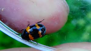 Attēlu rezultāti vaicājumam “Diaperis boleti”