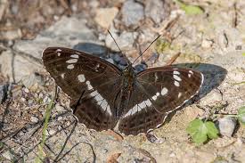 Attēlu rezultāti vaicājumam “Limenitis camilla”