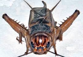 Attēlu rezultāti vaicājumam “Gryllus domesticus”