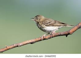 Attēlu rezultāti vaicājumam “Anthus trivialis adult”