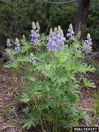 Image result for Lupinus polyphyllus Lindl.