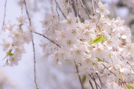 Attēlu rezultāti vaicājumam “Cerasus flower”