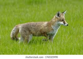 Attēlu rezultāti vaicājumam “Vulpes vulpes  juvenile”