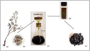 Attēlu rezultāti vaicājumam “Potentilla argentea fruit”