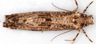 Attēlu rezultāti vaicājumam “Morophaga choragella”