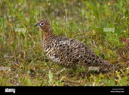 Attēlu rezultāti vaicājumam “Lagopus lagopus female”
