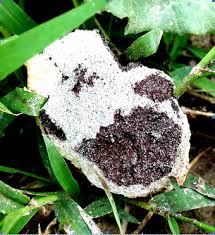 Attēlu rezultāti vaicājumam “Diderma montanum var. album”