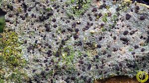 Attēlu rezultāti vaicājumam “Trapelia coarctata”