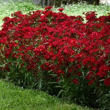 Image result for Dianthus barbatus