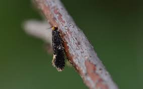 Attēlu rezultāti vaicājumam “Monopis weaverella”