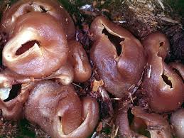 Attēlu rezultāti vaicājumam “Peziza vesiculosa”