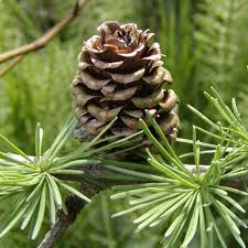 Attēlu rezultāti vaicājumam “Larix kaempferi female flower”