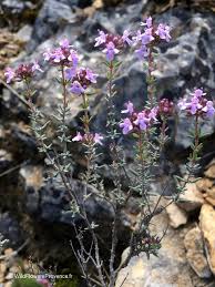 Attēlu rezultāti vaicājumam “Thymus vulgaris”