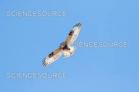 Attēlu rezultāti vaicājumam “Buteo lagopus”