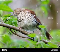 Image result for Toxostoma rufum