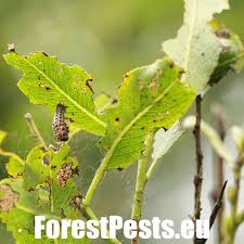 Attēlu rezultāti vaicājumam “Chrysomela vigintipunctata”