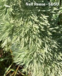 Attēlu rezultāti vaicājumam “Artemisia absinthium leaf”