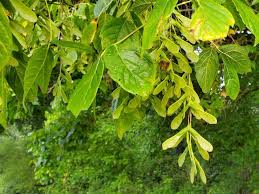 Attēlu rezultāti vaicājumam “Acer negundo fruit”