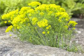 Attēlu rezultāti vaicājumam “Euphorbia cyparissias”